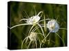 Spider Lily on Edge of Pond Near Cuero, Texas, USA-Darrell Gulin-Stretched Canvas