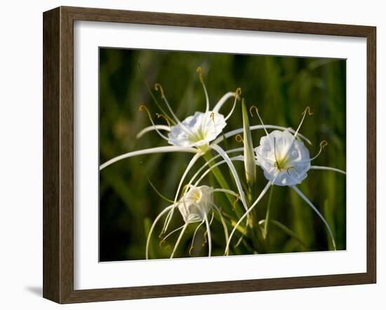 Spider Lily on Edge of Pond Near Cuero, Texas, USA-Darrell Gulin-Framed Photographic Print