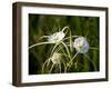 Spider Lily on Edge of Pond Near Cuero, Texas, USA-Darrell Gulin-Framed Photographic Print