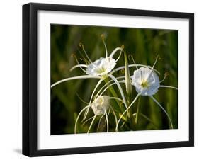 Spider Lily on Edge of Pond Near Cuero, Texas, USA-Darrell Gulin-Framed Photographic Print