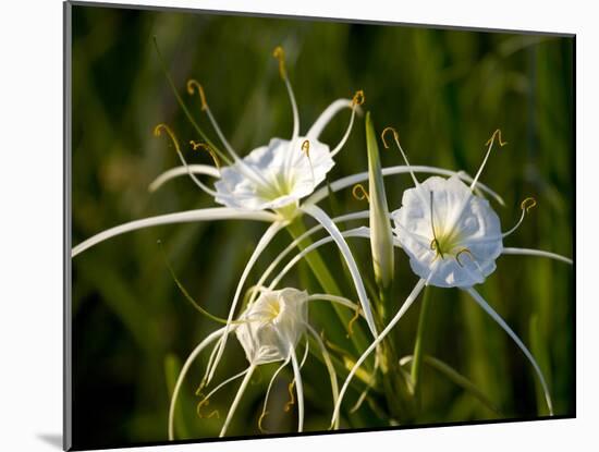 Spider Lily on Edge of Pond Near Cuero, Texas, USA-Darrell Gulin-Mounted Photographic Print