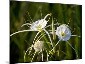 Spider Lily on Edge of Pond Near Cuero, Texas, USA-Darrell Gulin-Mounted Photographic Print