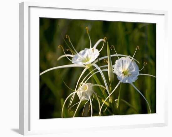 Spider Lily on Edge of Pond Near Cuero, Texas, USA-Darrell Gulin-Framed Photographic Print