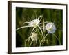 Spider Lily on Edge of Pond Near Cuero, Texas, USA-Darrell Gulin-Framed Photographic Print