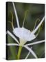 Spider Lily on Edge of Pond Near Cuero, Texas, USA-Darrell Gulin-Stretched Canvas