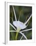 Spider Lily on Edge of Pond Near Cuero, Texas, USA-Darrell Gulin-Framed Photographic Print