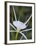 Spider Lily on Edge of Pond Near Cuero, Texas, USA-Darrell Gulin-Framed Photographic Print