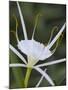 Spider Lily on Edge of Pond Near Cuero, Texas, USA-Darrell Gulin-Mounted Photographic Print