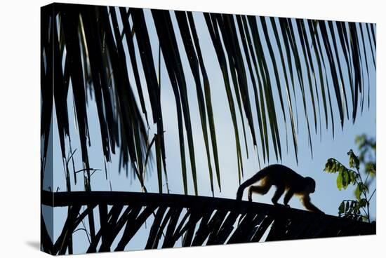 Spider Monkey, Costa Rica-null-Stretched Canvas