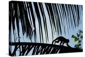 Spider Monkey, Costa Rica-null-Stretched Canvas