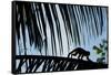 Spider Monkey, Costa Rica-null-Framed Stretched Canvas