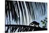 Spider Monkey, Costa Rica-null-Stretched Canvas