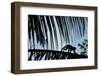 Spider Monkey, Costa Rica-null-Framed Photographic Print