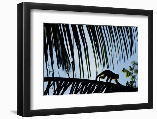 Spider Monkey, Costa Rica-null-Framed Photographic Print