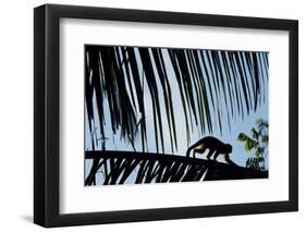 Spider Monkey, Costa Rica-null-Framed Photographic Print