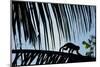 Spider Monkey, Costa Rica-null-Mounted Photographic Print