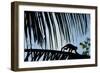 Spider Monkey, Costa Rica-null-Framed Photographic Print