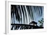 Spider Monkey, Costa Rica-null-Framed Photographic Print