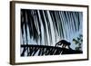 Spider Monkey, Costa Rica-null-Framed Photographic Print