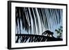 Spider Monkey, Costa Rica-null-Framed Photographic Print