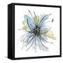 Spider Mum Blue II-Chris Paschke-Framed Stretched Canvas