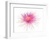 Spider Mum or Chrysanthemum on a white background-Panoramic Images-Framed Photographic Print