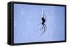 Spider on Web-null-Framed Stretched Canvas