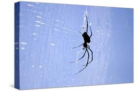 Spider on Web-null-Stretched Canvas