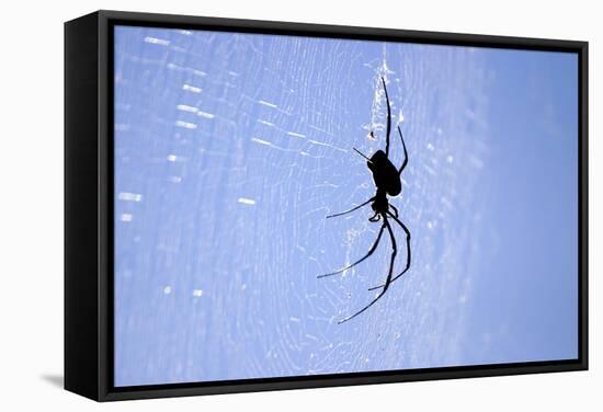 Spider on Web-null-Framed Stretched Canvas