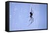 Spider on Web-null-Framed Stretched Canvas