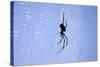 Spider on Web-null-Stretched Canvas