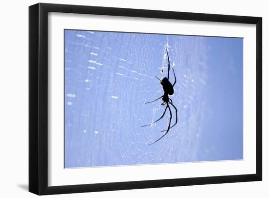 Spider on Web-null-Framed Photographic Print