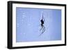 Spider on Web-null-Framed Photographic Print