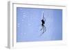 Spider on Web-null-Framed Photographic Print