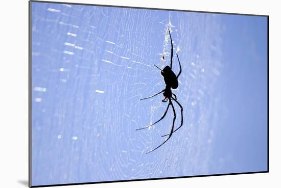 Spider on Web-null-Mounted Photographic Print