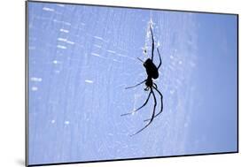 Spider on Web-null-Mounted Photographic Print