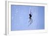 Spider on Web-null-Framed Photographic Print