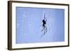 Spider on Web-null-Framed Photographic Print