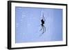 Spider on Web-null-Framed Photographic Print