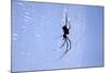 Spider on Web-null-Mounted Photographic Print