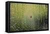 Spider on Wet Web-Peter Skinner-Framed Stretched Canvas