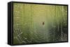 Spider on Wet Web-Peter Skinner-Framed Stretched Canvas