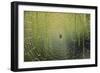 Spider on Wet Web-Peter Skinner-Framed Photographic Print