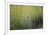 Spider on Wet Web-Peter Skinner-Framed Photographic Print