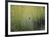 Spider on Wet Web-Peter Skinner-Framed Photographic Print