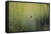 Spider on Wet Web-Peter Skinner-Framed Stretched Canvas