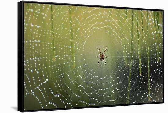 Spider on Wet Web-Peter Skinner-Framed Stretched Canvas