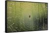 Spider on Wet Web-Peter Skinner-Framed Stretched Canvas