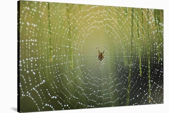 Spider on Wet Web-Peter Skinner-Stretched Canvas