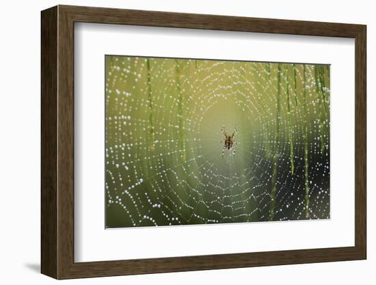 Spider on Wet Web-Peter Skinner-Framed Photographic Print